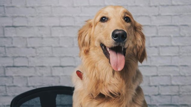 "Dog receives residential certificate in Patna, Bihar government blunder"